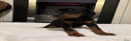 Dobermann dogs for sale: Stunning KC Dobermans champion bloodlines  - Advert 38