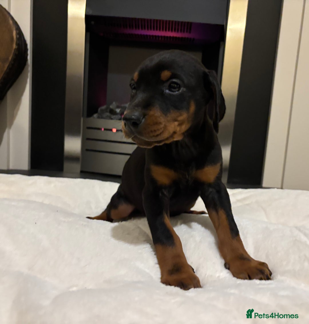 Dobermann dogs for sale: Stunning KC Dobermans champion bloodlines  - Advert 38