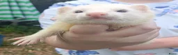 Ferret rodents for sale: Beautiful Ferret Kits for sale  - Advert 31