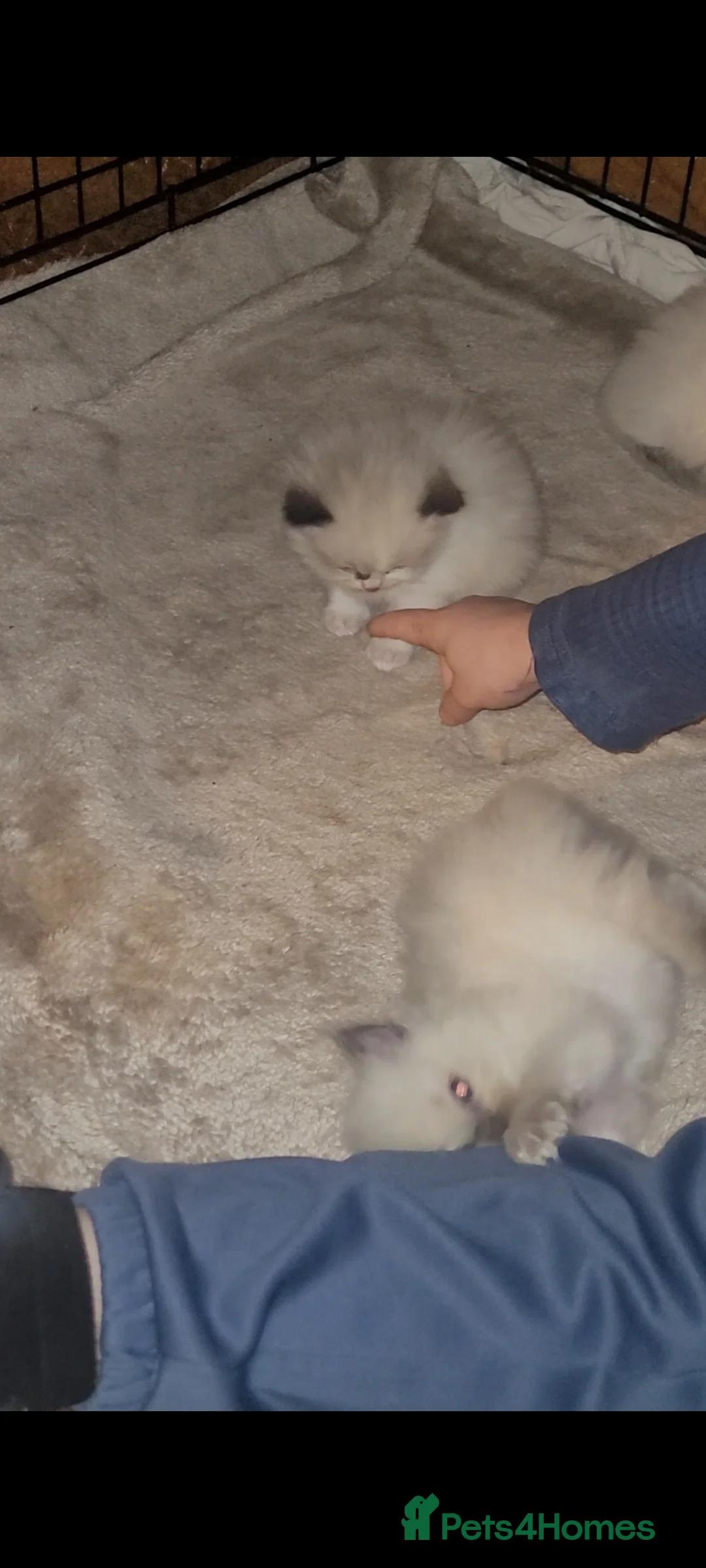 Ragdoll cats for sale: Ragdoll kittens for sale  - Advert 5