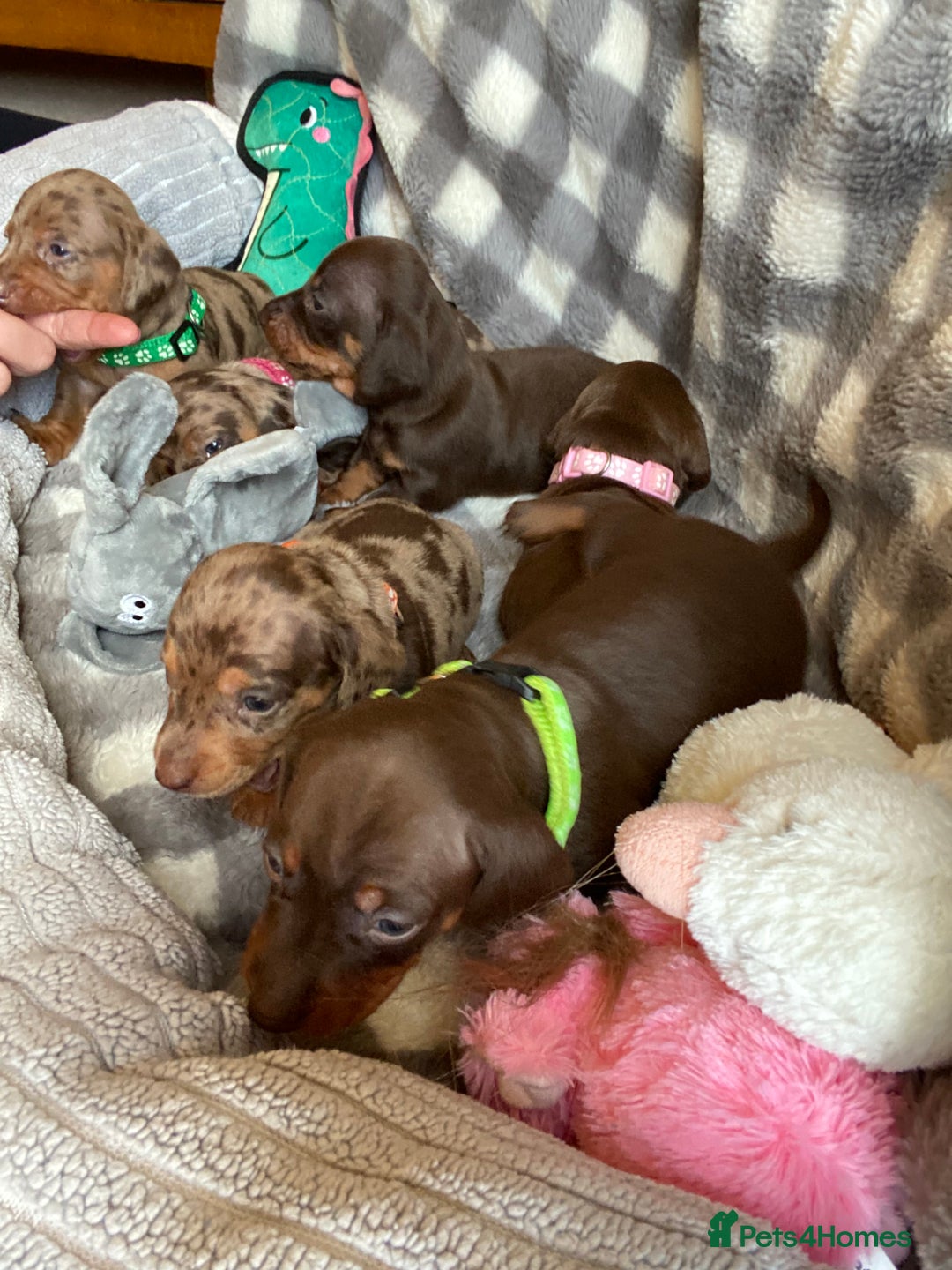 Miniature Dachshund dogs for sale: True Miniature Dachshunds KC Reg - Advert 8