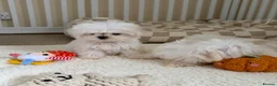 Maltese dogs for sale: 🐾 Beautiful Maltese puppies 🐾 - Advert 6