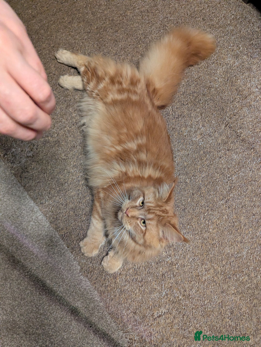 Maine Coon cats for sale: Maine coon  - Advert 17