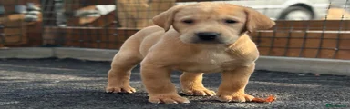 Labrador Retriever 4
