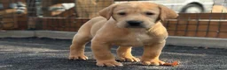 Labrador Retriever dogs for sale: KC REGISTERED LABRADOR PUPPIES - Advert 24