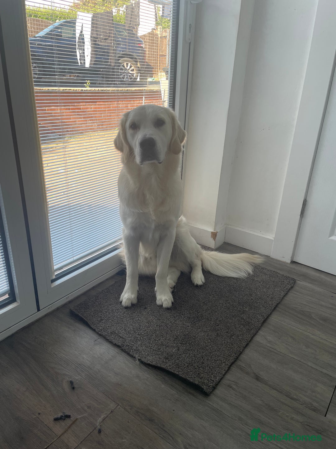 Golden Retriever dogs for sale: Golden retriever  - Image 1