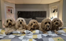 Cavapoo dogs for sale: 5 Star licenced breeder ** 2 girls available ** - Image 10