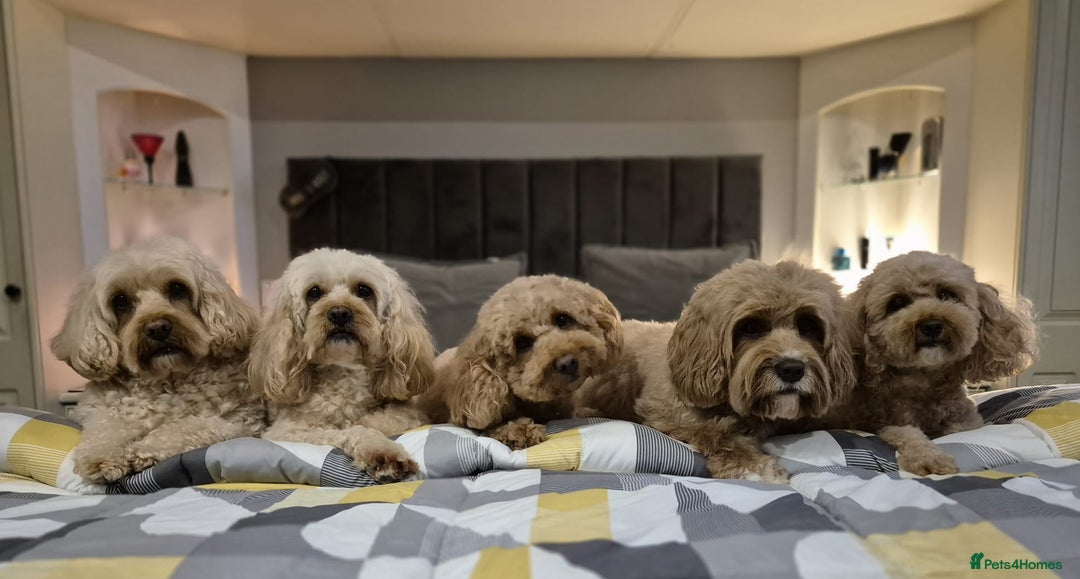 Cavapoo dogs for sale: 5 Star licenced breeder ** 2 girls available ** - Image 10