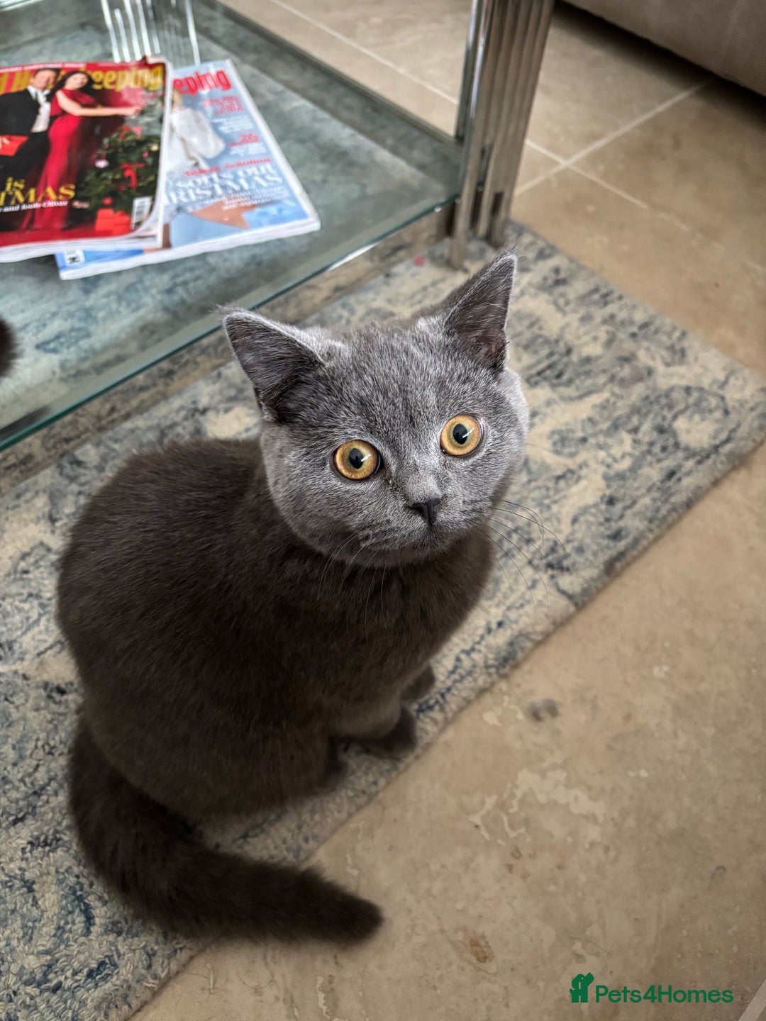 British Shorthair cats for sale: Beautiful British shorthair kitten - Advert 2