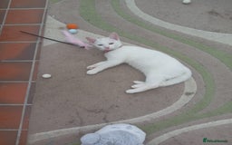 Mixed Breed cats for sale: Female kitten - Image 4