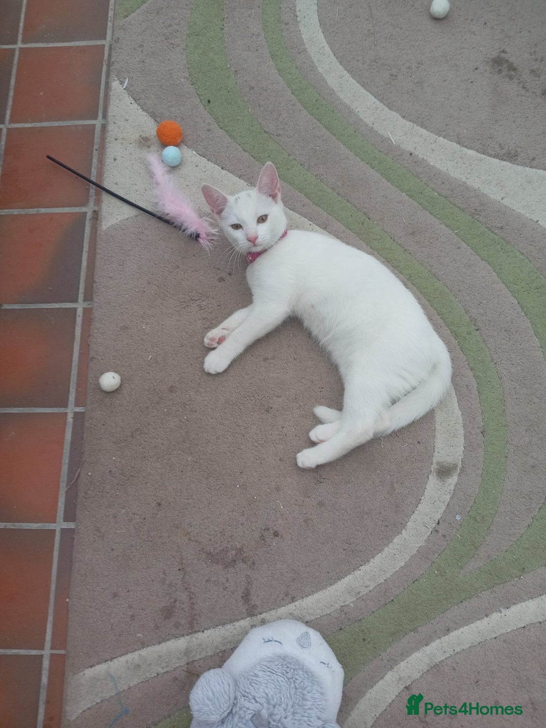 Mixed Breed cats for sale: Female kitten - Image 4