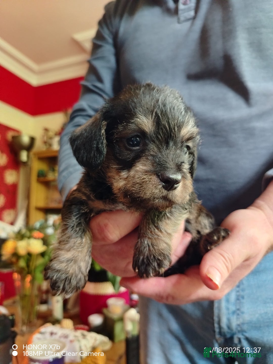 Dachshund dogs for sale: Jackshound puppies  - Image 4