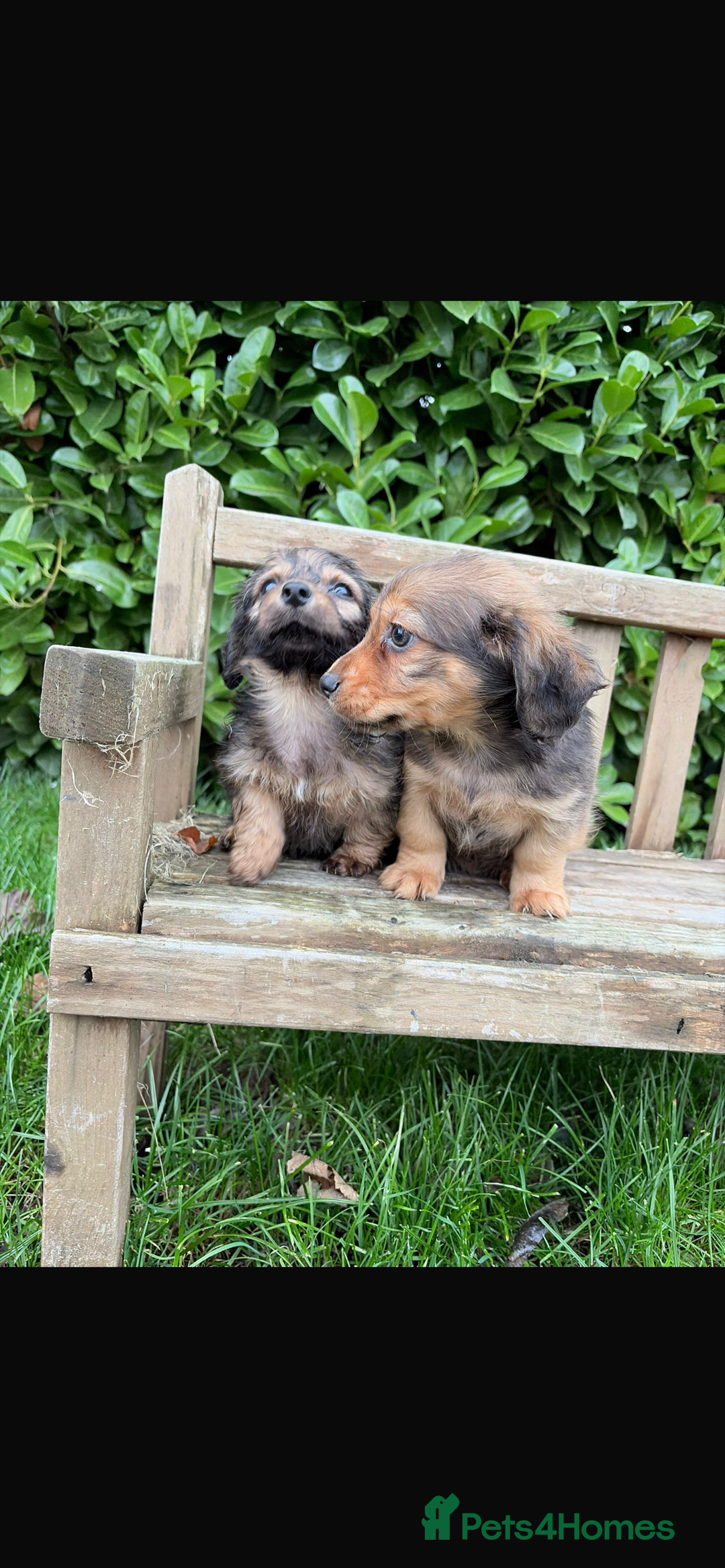 Mixed Breed dogs for sale: Dachshund x Jack pussell - Image 11