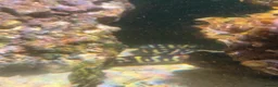 Angelfish fish for sale: mature marine tank closure  - Advert 8