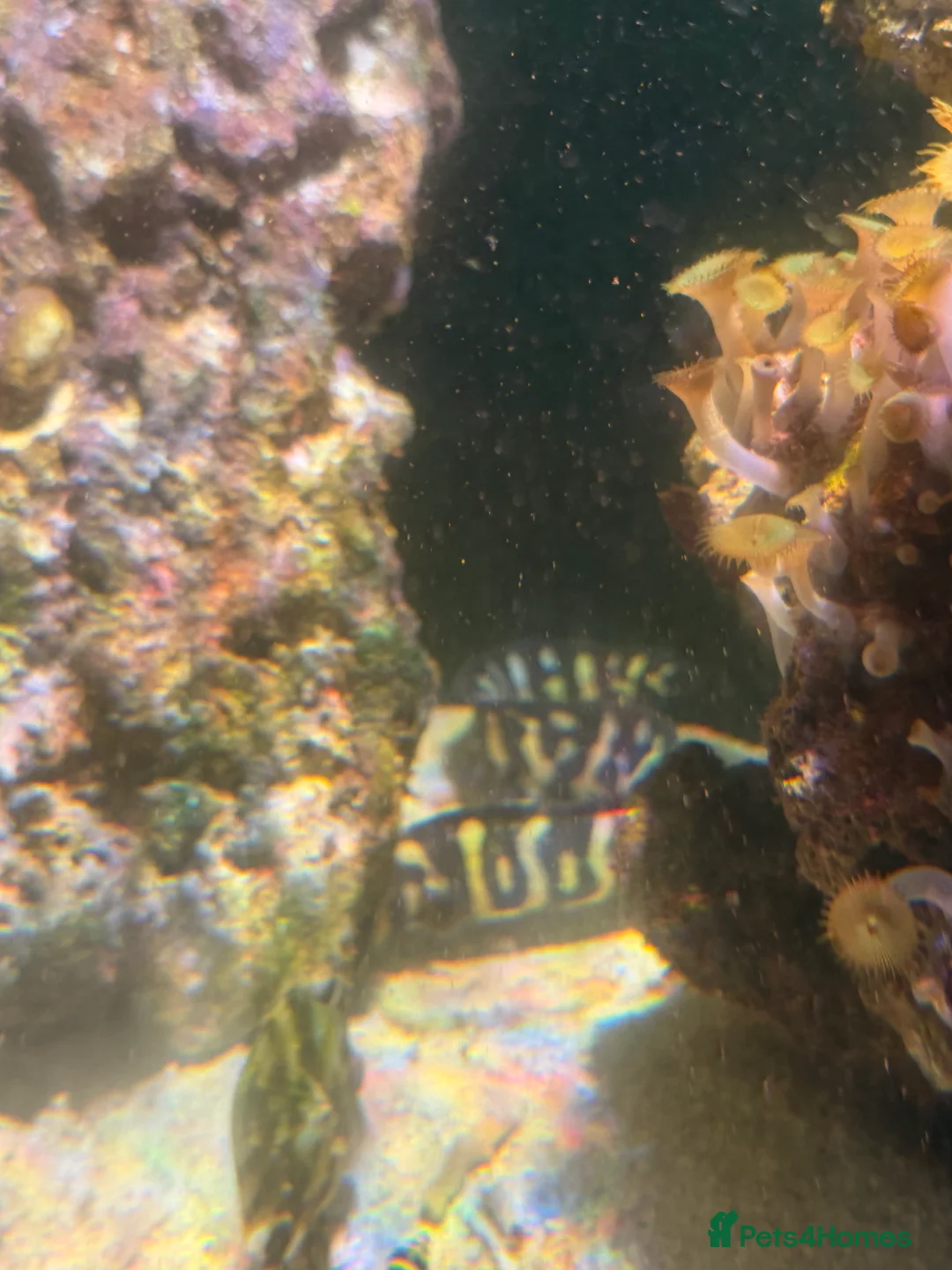 Angelfish fish for sale: mature marine tank closure  - Advert 8