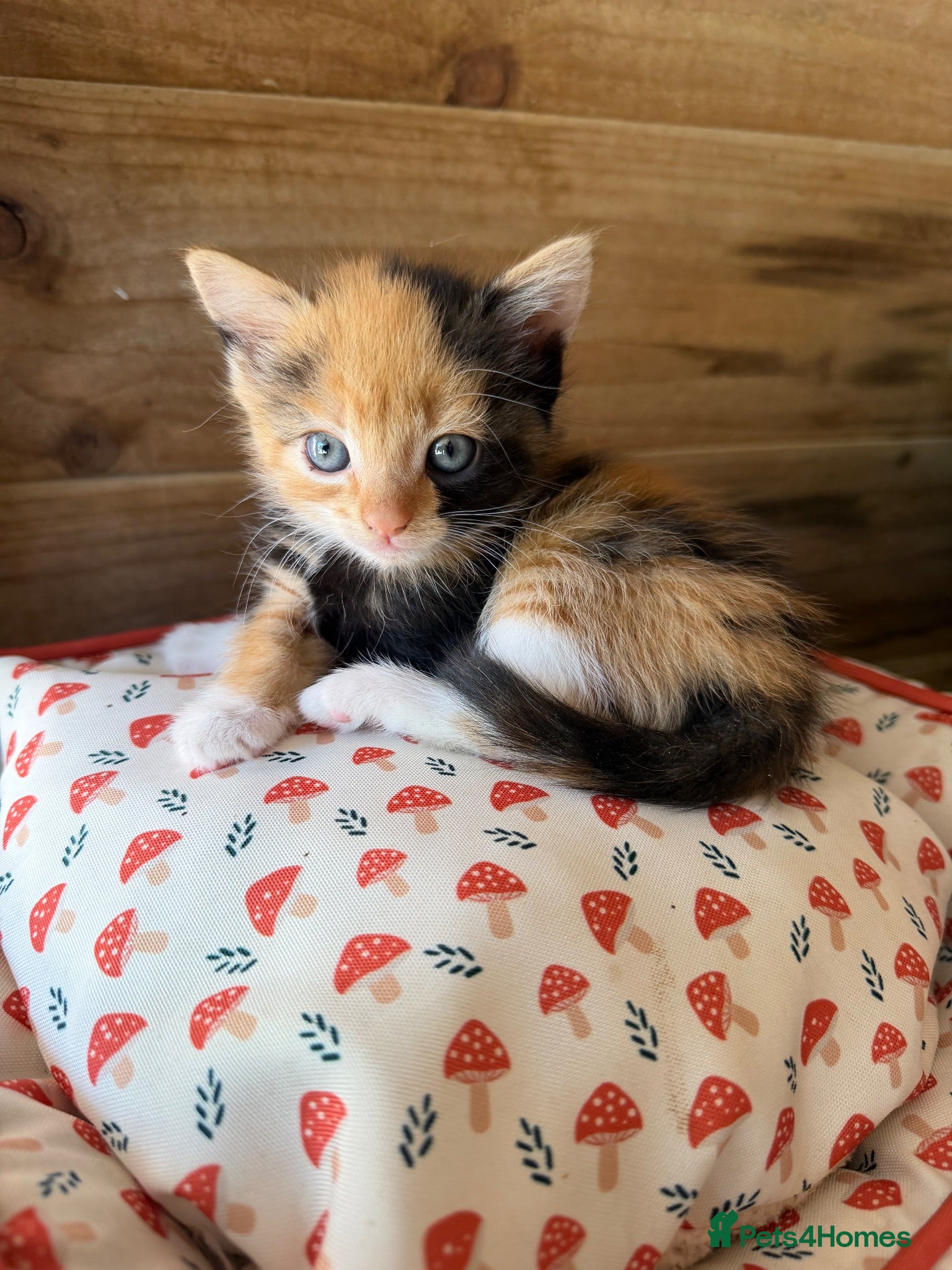 Domestic Shorthair cats Kittens for sale - Advert 9