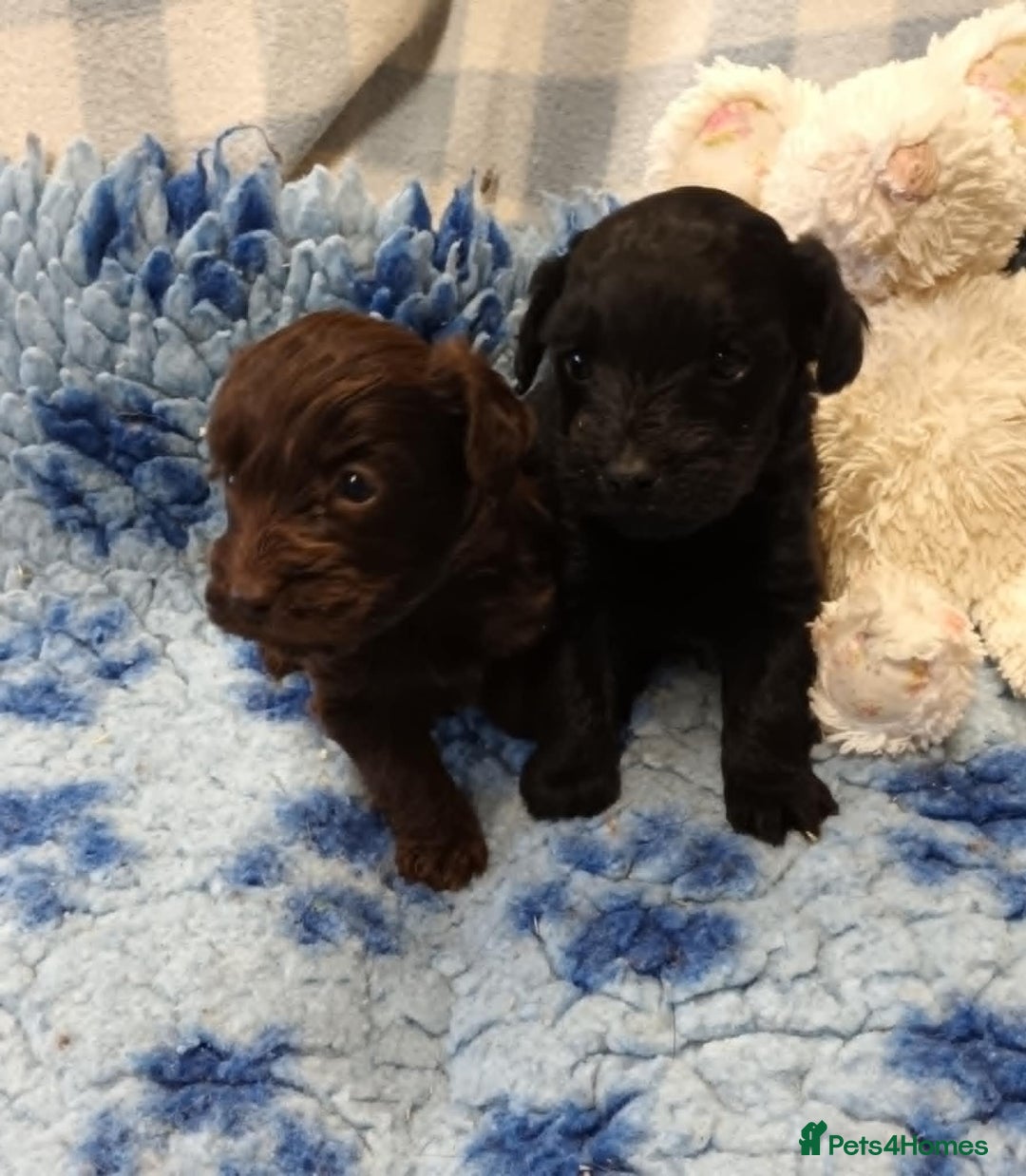 Cockapoo dogs for sale: 2 LITTLE COCKAPOO GIRLS LOOKING FOR NEW HOMES - Advert 3
