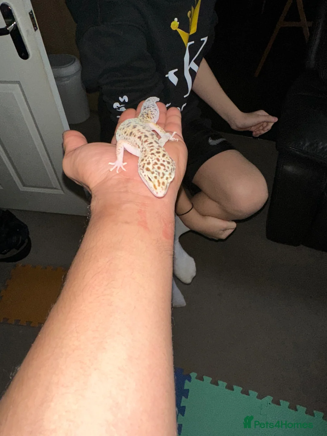 Leopard Gecko reptiles for sale: Leopard Gecko  - Advert 2