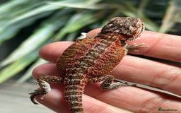 Bearded Dragon reptiles for sale: Insane Red Monster Bearded Dragon - Image 10