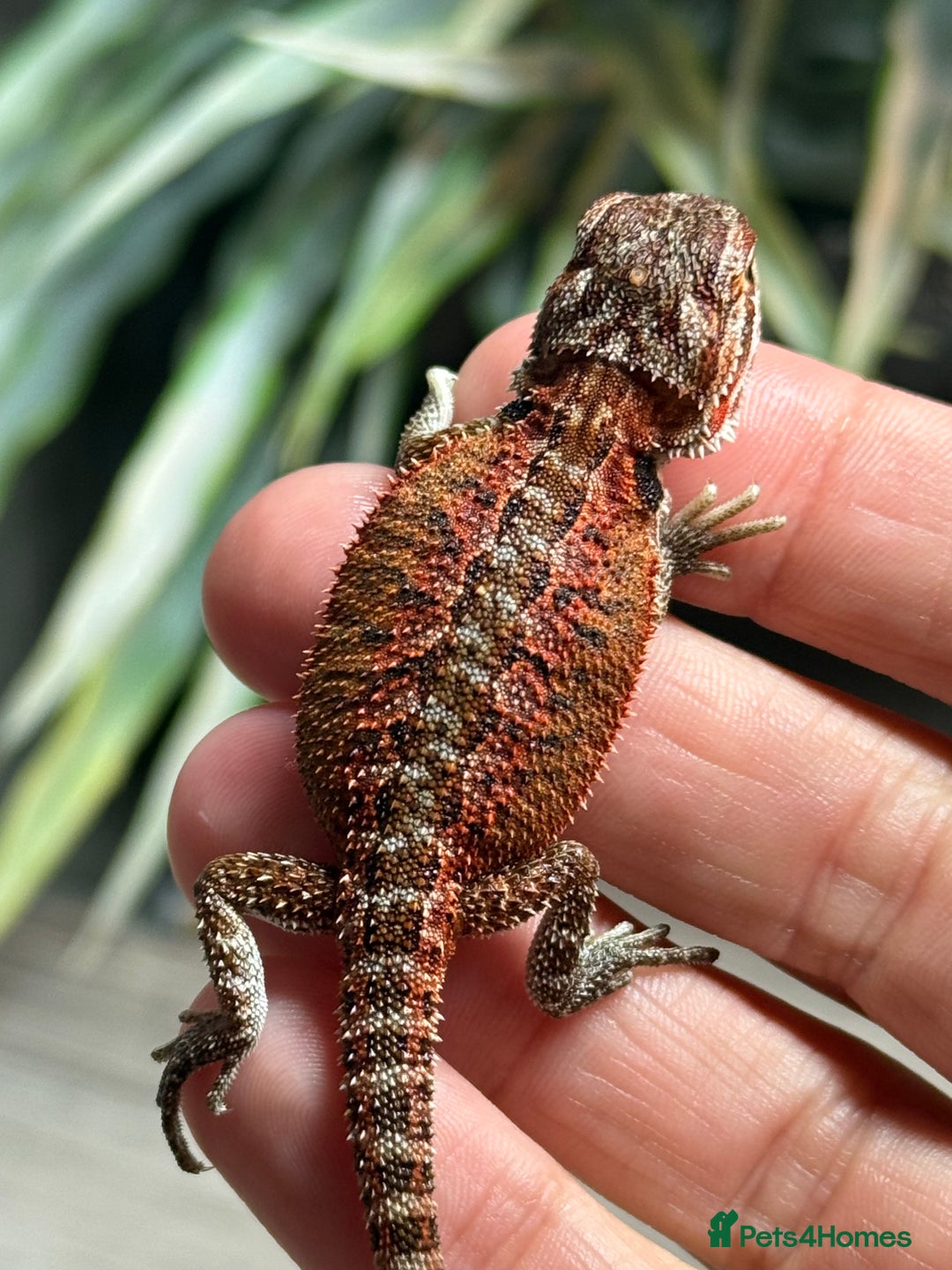 Bearded Dragon reptiles for sale: Insane Red Monster Bearded Dragon - Image 10