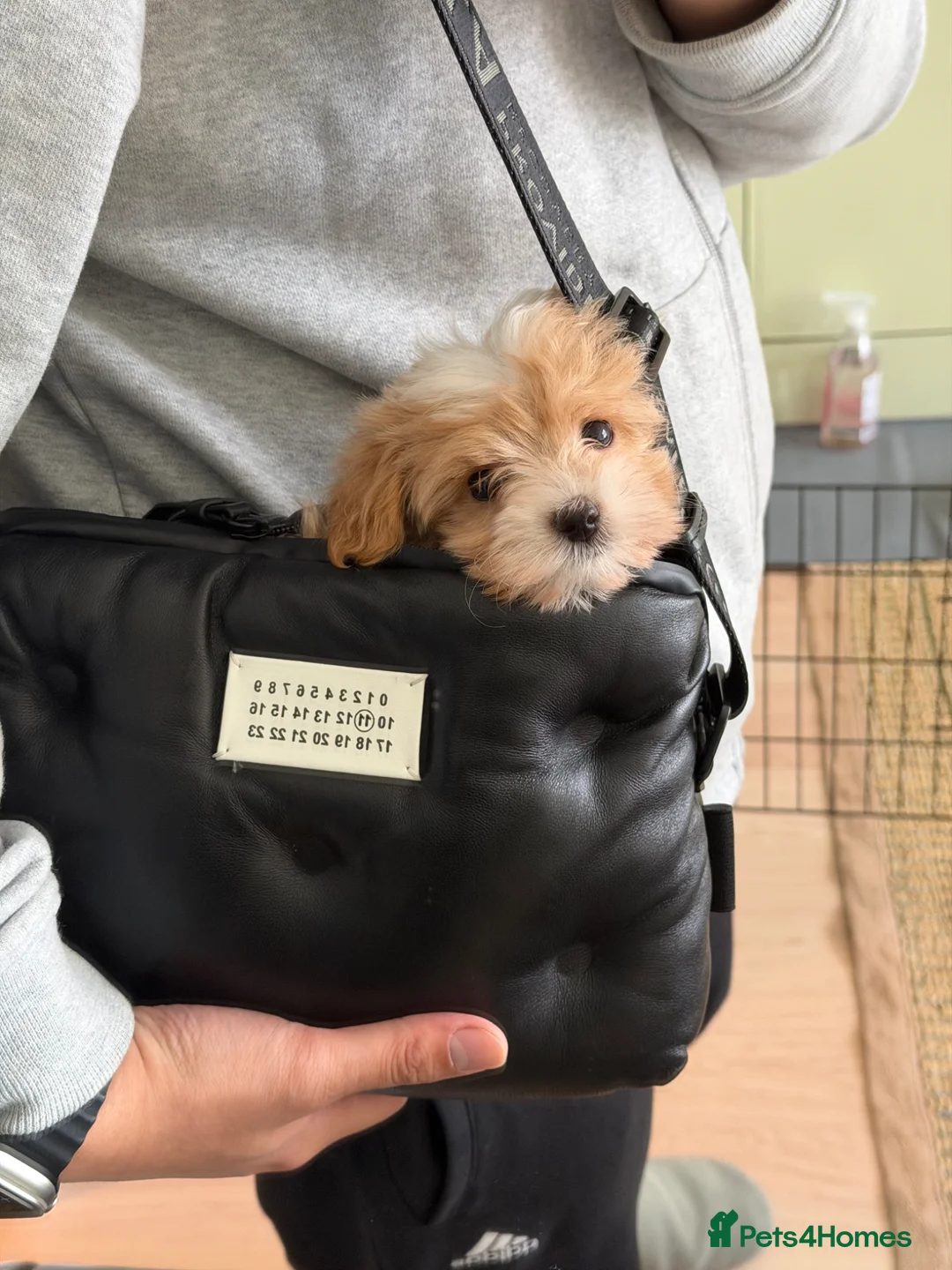 Maltipoo dogs for sale: Beautiful Tiny Maltipoo Puppy - Advert 2