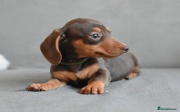Miniature Dachshund dogs for sale: Miniature Dachshund Boys **READY NOW** - Image 12