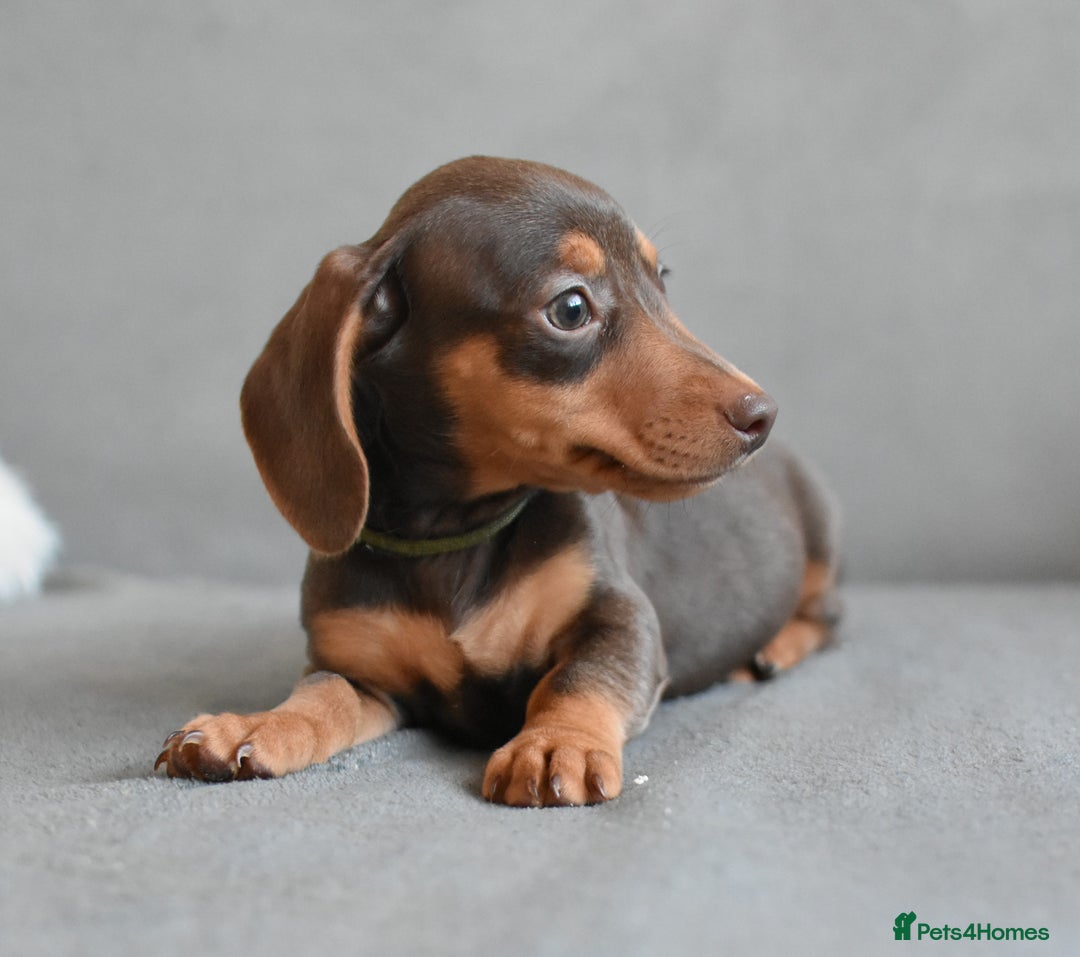 Miniature Dachshund dogs for sale: Miniature Dachshund Boys **READY NOW** - Image 12