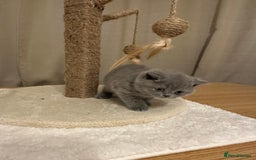 British Shorthair cats for sale: British Shorthair kittens Lilac/Blue 3 Girls 1 Boy - Image 14