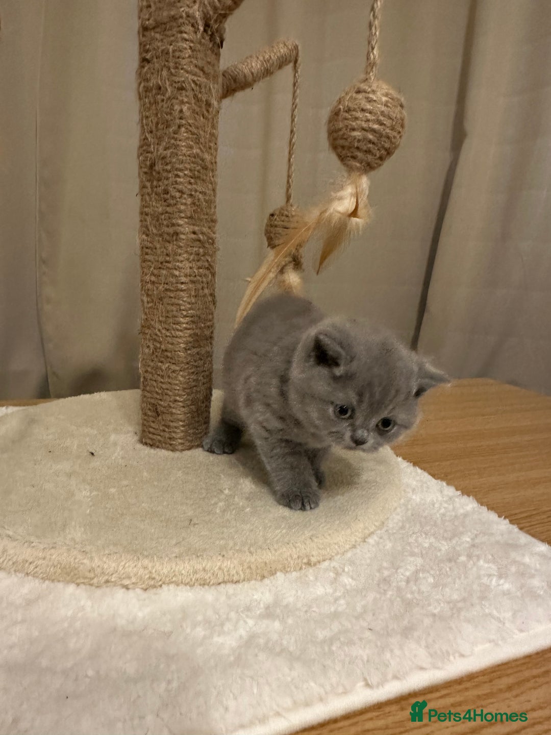 British Shorthair cats for sale: British Shorthair kittens Lilac/Blue 3 Girls 1 Boy - Image 14