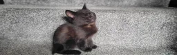 Mixed Breed cats for sale: cute kittens are looking for their new home in Gateshead - Advert 15