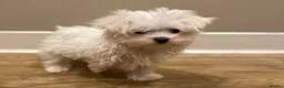 Maltese dogs for sale: Korean Maltese puppies  in London - Advert 4