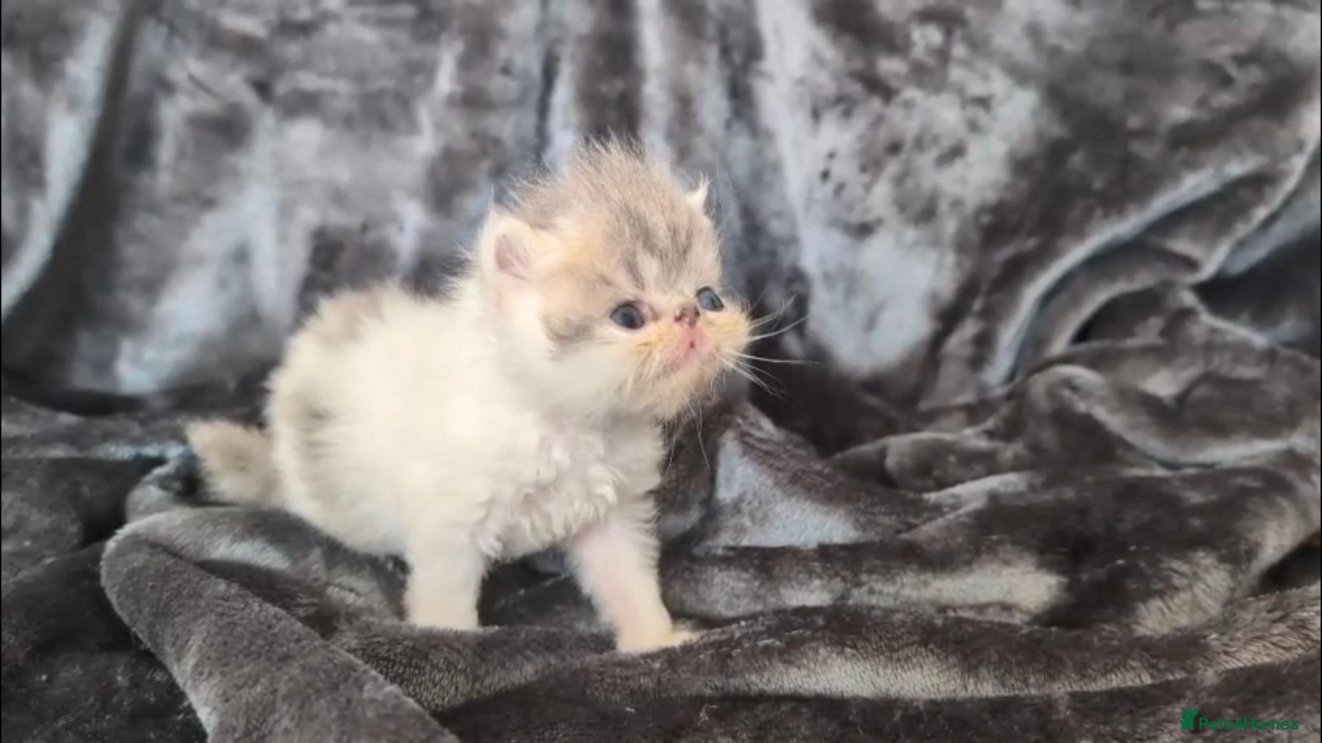 Persian cats Beautiful Persian kittens - Advert 1