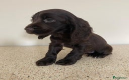 Cocker Spaniel dogs for sale:  show type spaniel puppies health tested parents  - Image 10