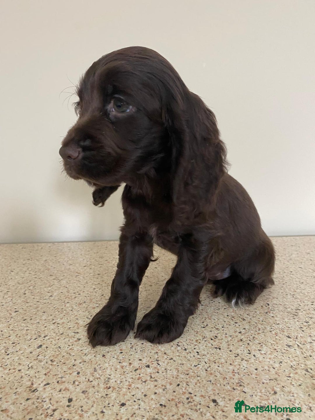Cocker Spaniel dogs for sale:  show type spaniel puppies health tested parents  - Image 10