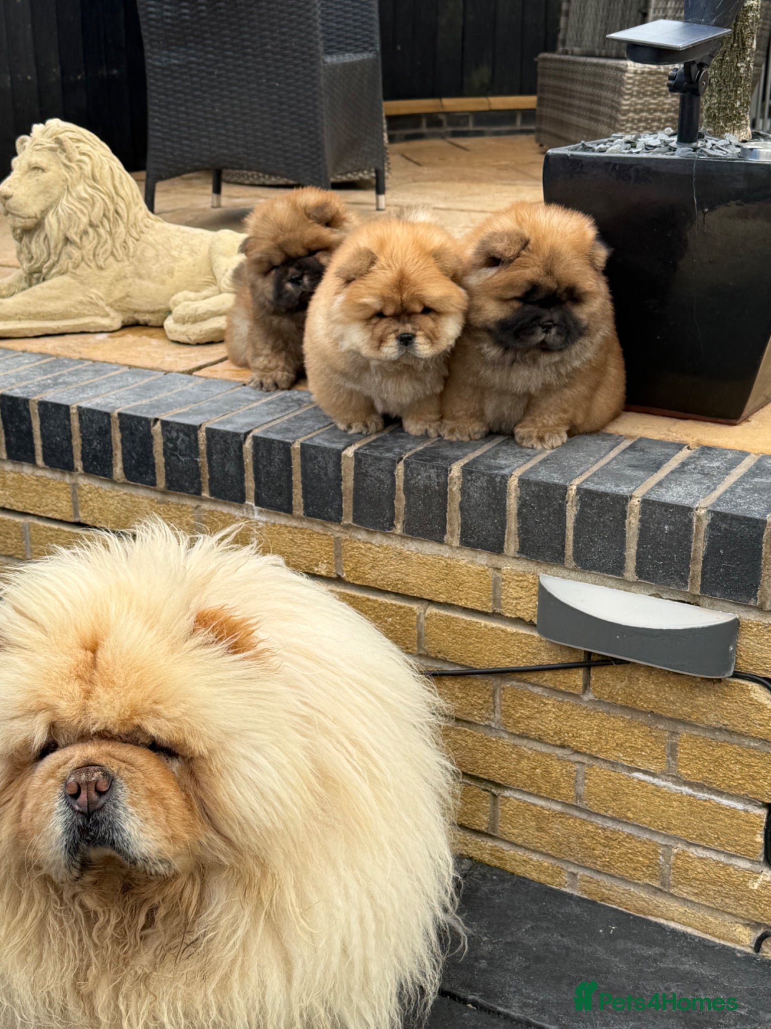 Chow Chow dogs STUNNING CHOW CHOW PUPPIES READY NOW - Advert 12