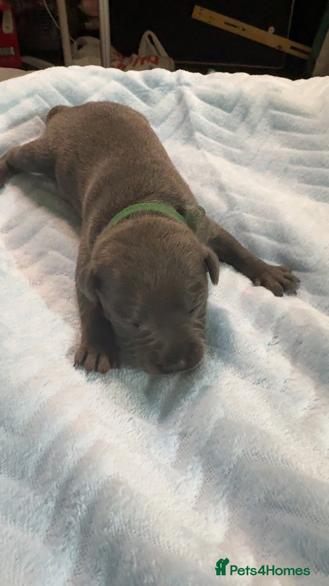 Staffordshire Bull Terrier dogs for sale: Beautiful kc blue staff pups by pharaon Bullscaff - Image 4