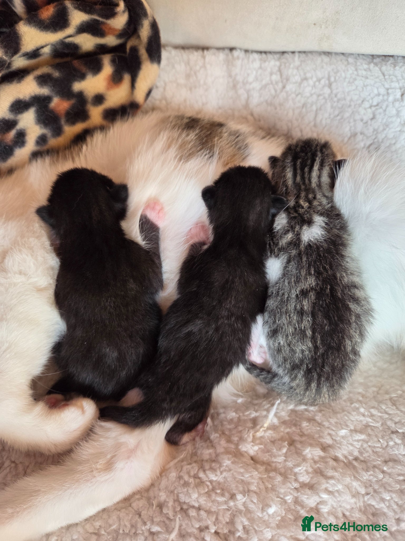 Mixed Breed cats Kittens for sale with mum  - Advert 3