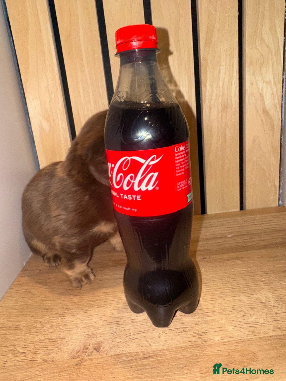 Miniature Dachshund dogs for sale: 2 girls left miniature sausages  - Advert 9