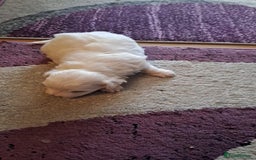 Bichon Frise dogs for sale: 4beautiful Bichon Frise puppies (3boys and 1 girl) - Image 15