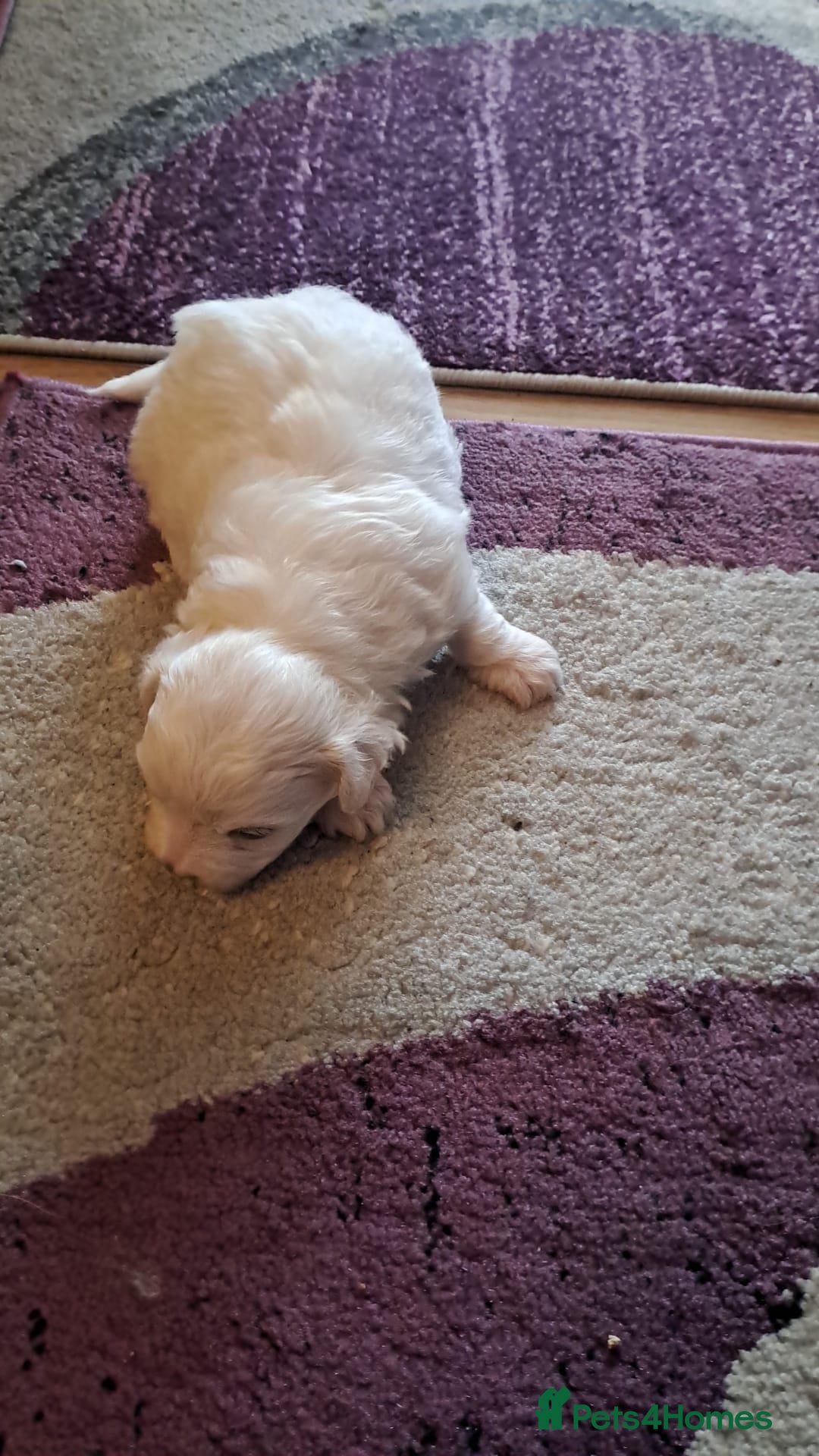 Bichon Frise dogs for sale: 4beautiful Bichon Frise puppies (3boys and 1 girl) - Image 15