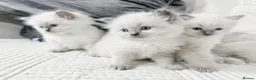 Ragdoll cats for sale: Blue Point Ragdoll Kittens for sale - Advert 23