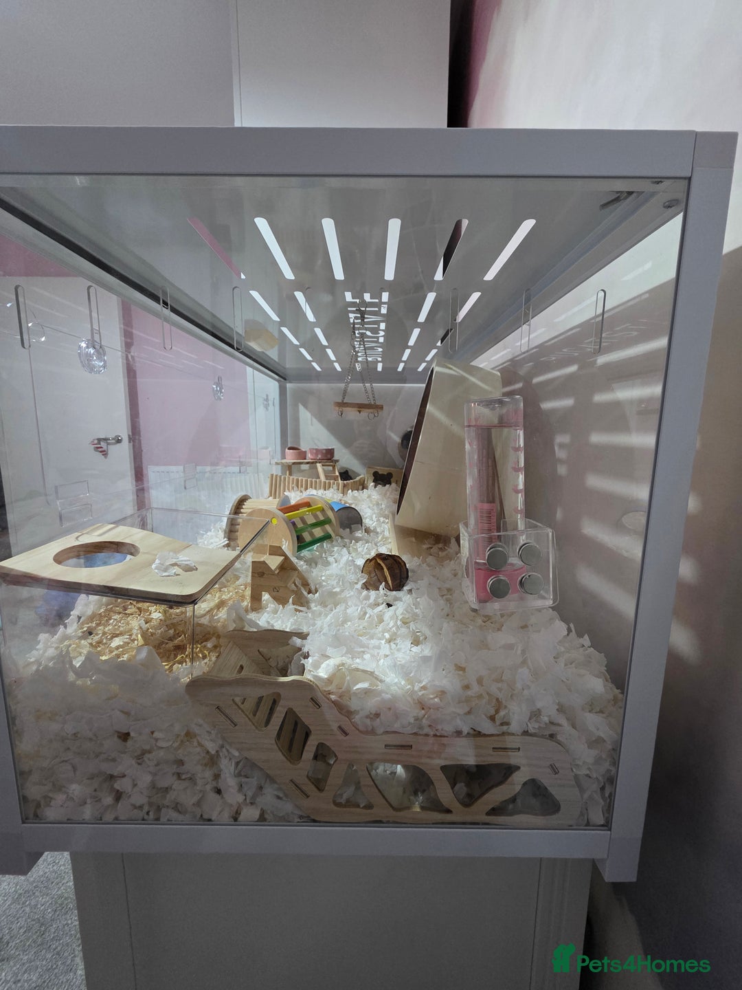 Hamster rodents for sale: Pet cage and hamster for sale  - Advert 3