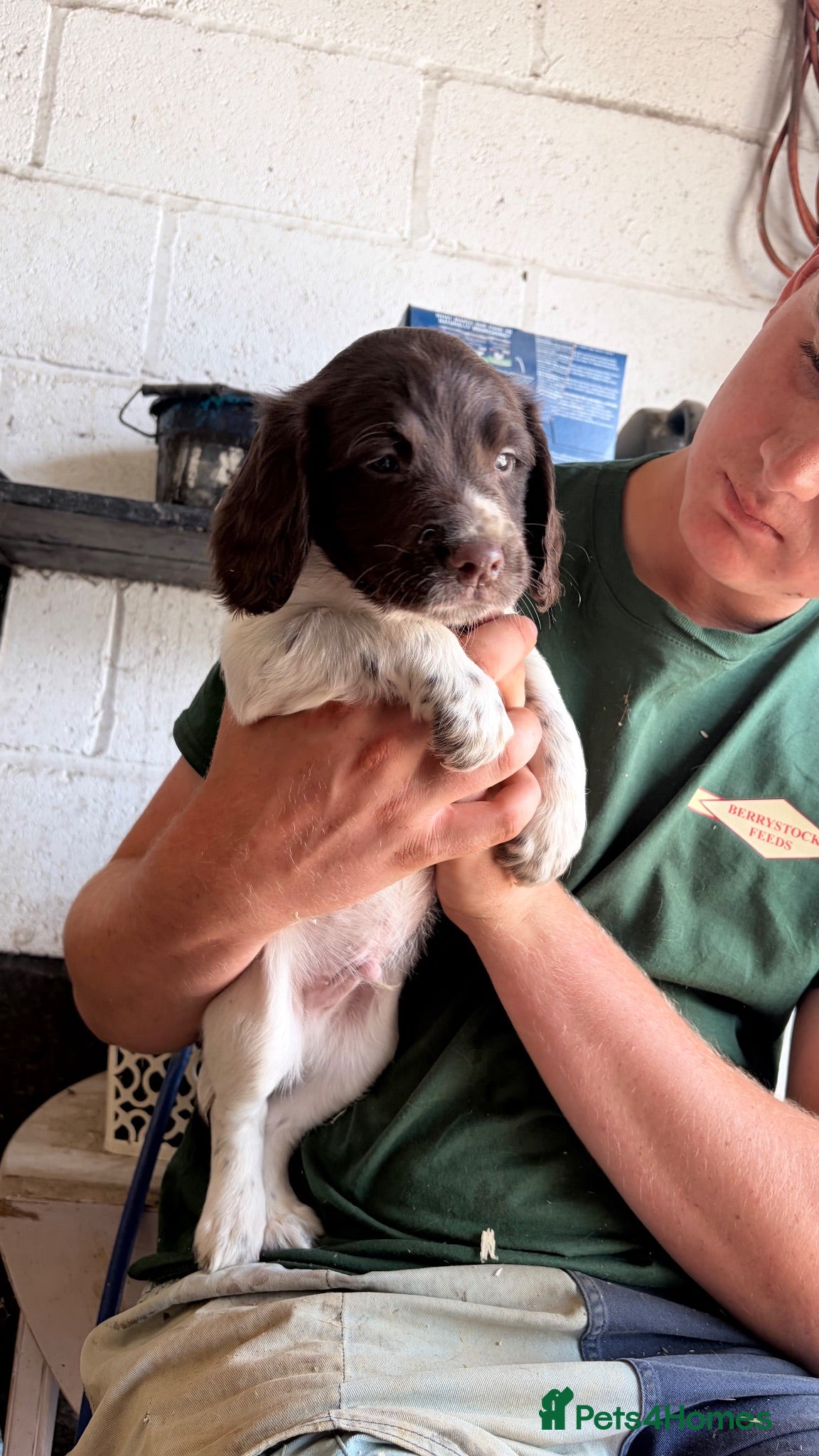 English Springer Spaniel dogs Working English Springer Spaniels  - Advert 4