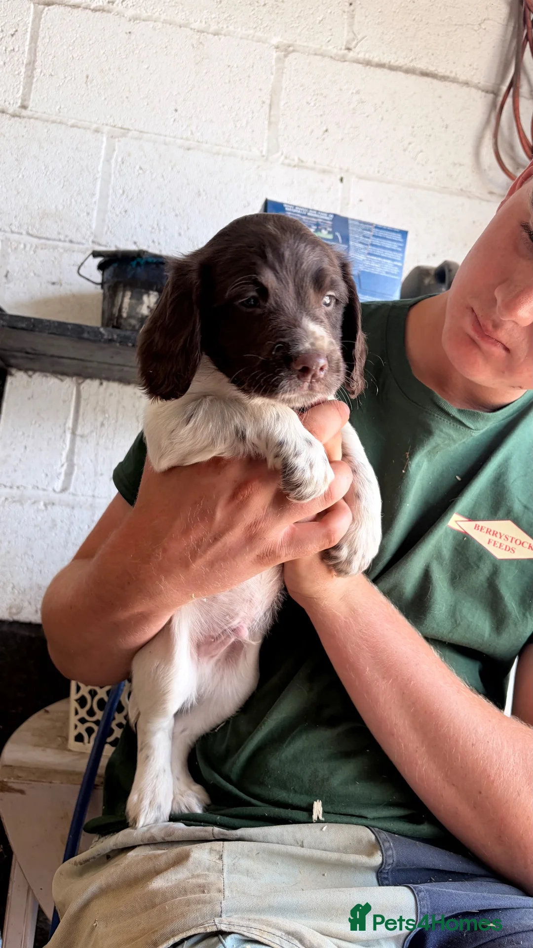 English Springer Spaniel dogs for sale: 1 gorgeous boy left- Working Springer Spaniels  - Advert 2