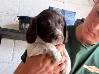 English Springer Spaniel dogs Working English Springer Spaniels - Advert 4