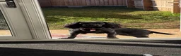 Cocker Spaniel dogs for sale: Cocker spaniel  in Buckingham - Advert 2
