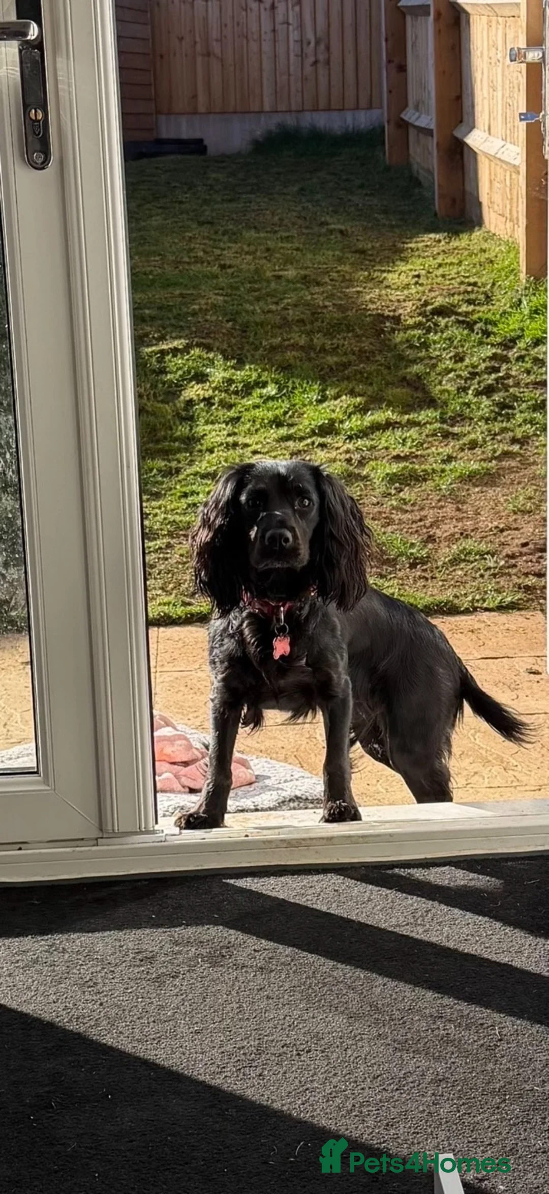 Cocker Spaniel dogs for sale: Cocker spaniel  in Buckingham - Advert 2