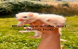 Ferret rodents for sale: Ferret Kits - Image 1