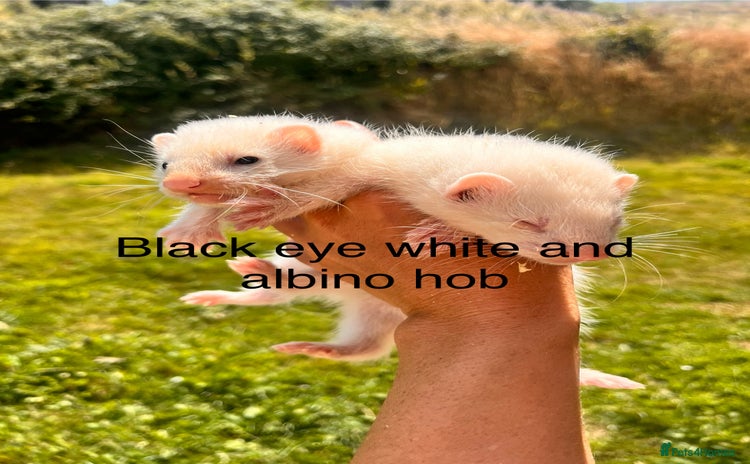 Ferret rodents - Advert 9