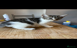 Mixed Breed cats for sale: Kittens  - Image 4